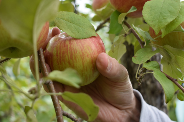 Obstbaumkataster
